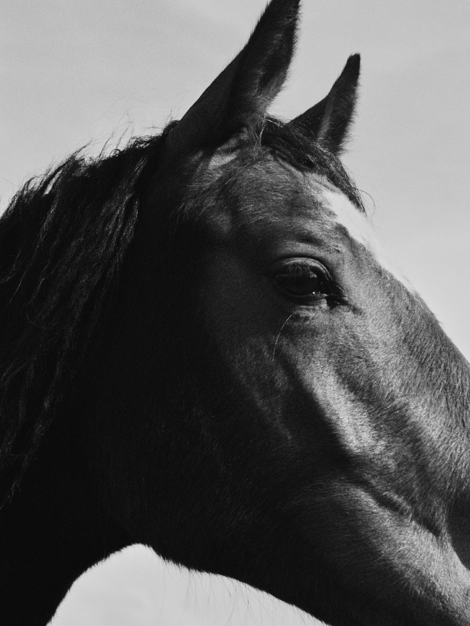 MY DAUGHTER'S TOY BOX - horse series